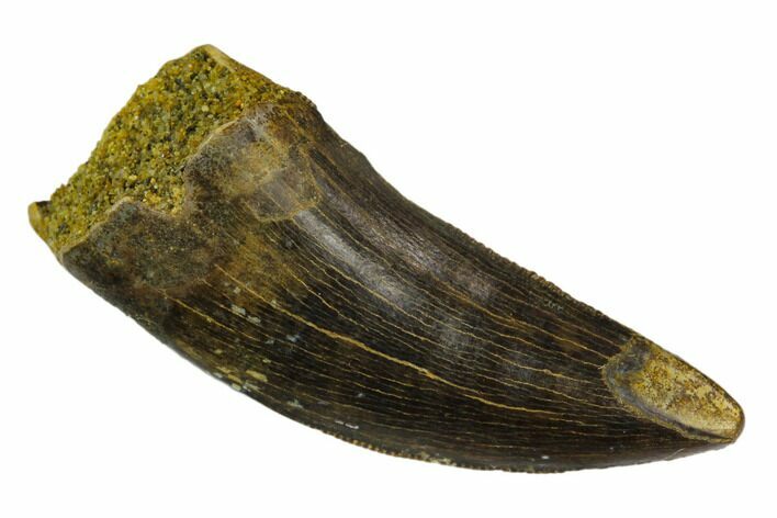 Serrated, Tyrannosaur (Nanotyrannus?) Tooth - Montana #129373